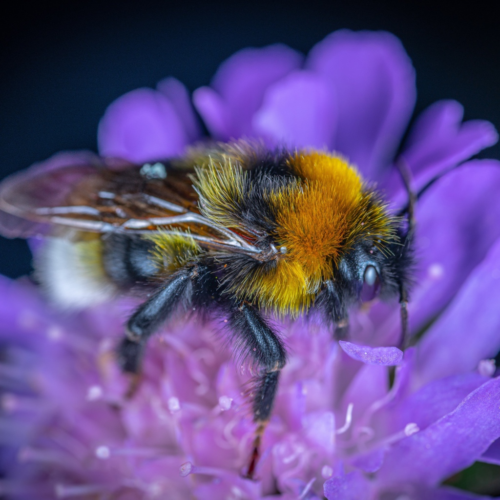 Пчела сидит на фиолетовом цветке 