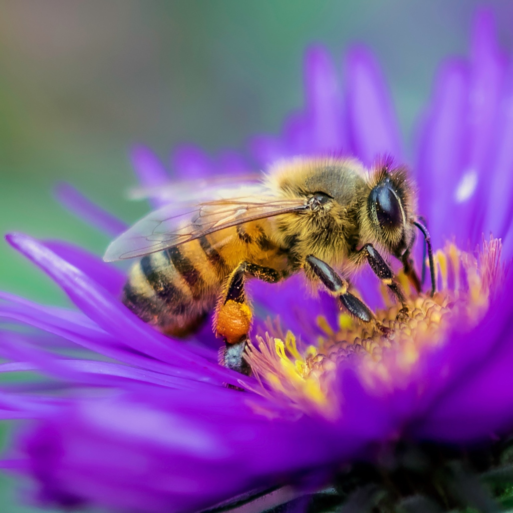 Пчела сидит на цветке астры крупным планом