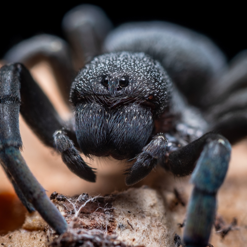 Большой черный опасный тарантул