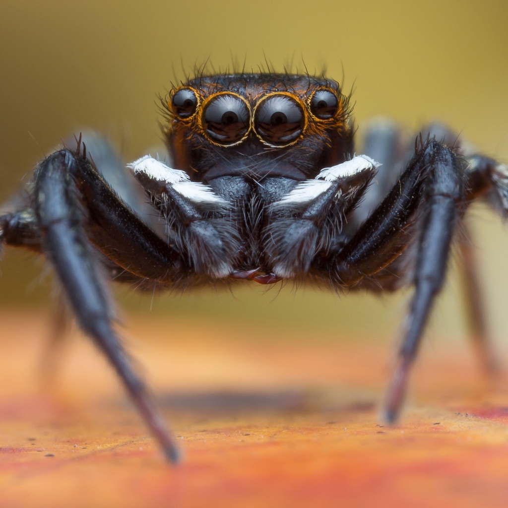 Большой черный паук крупным планом