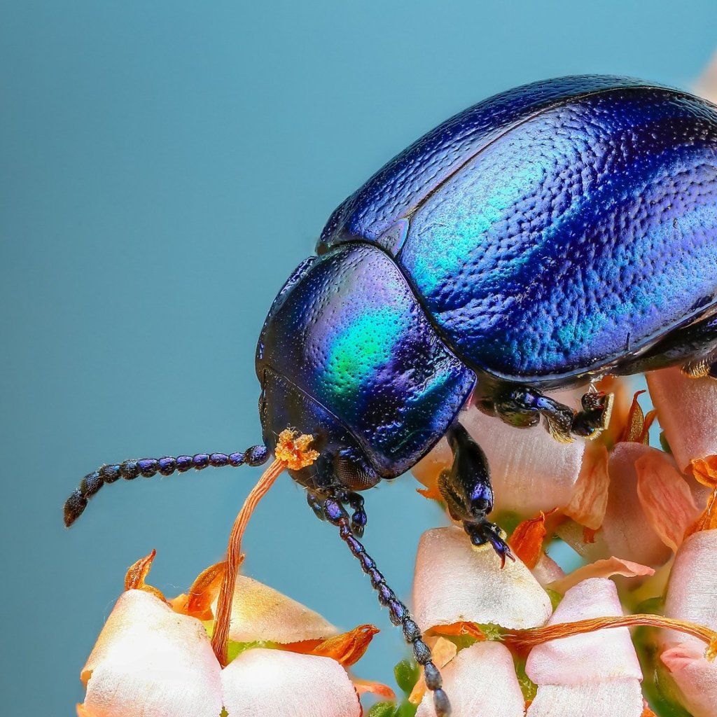 Большой синий жук на цветке 