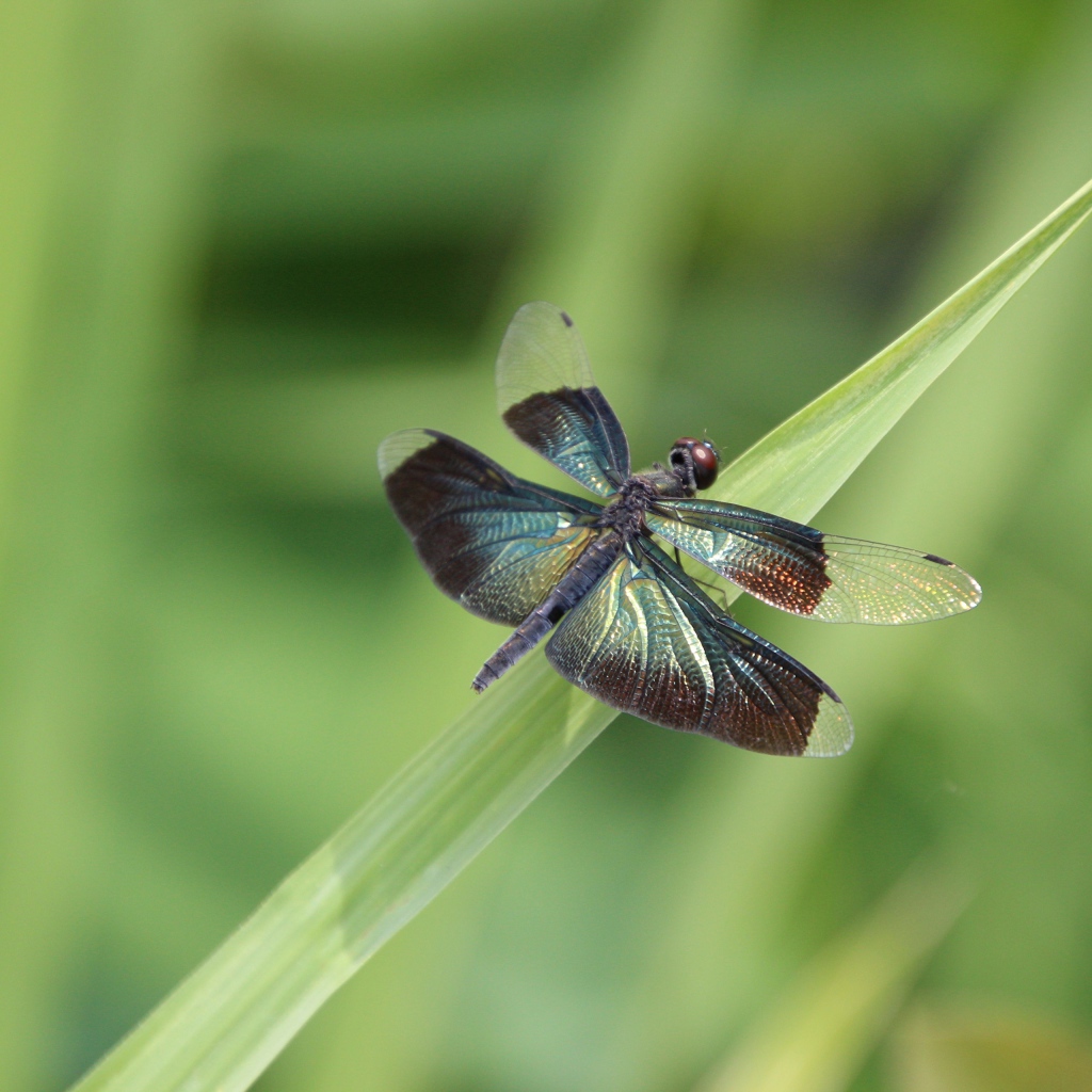 Большая голубая стрекоза сидит на зеленой траве
