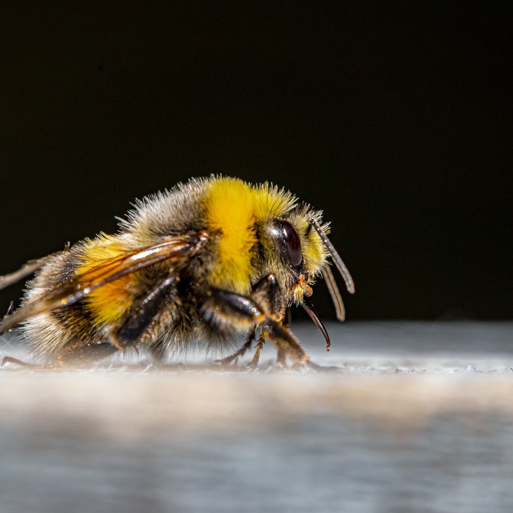 Большой шмель на черном фоне крупным планом