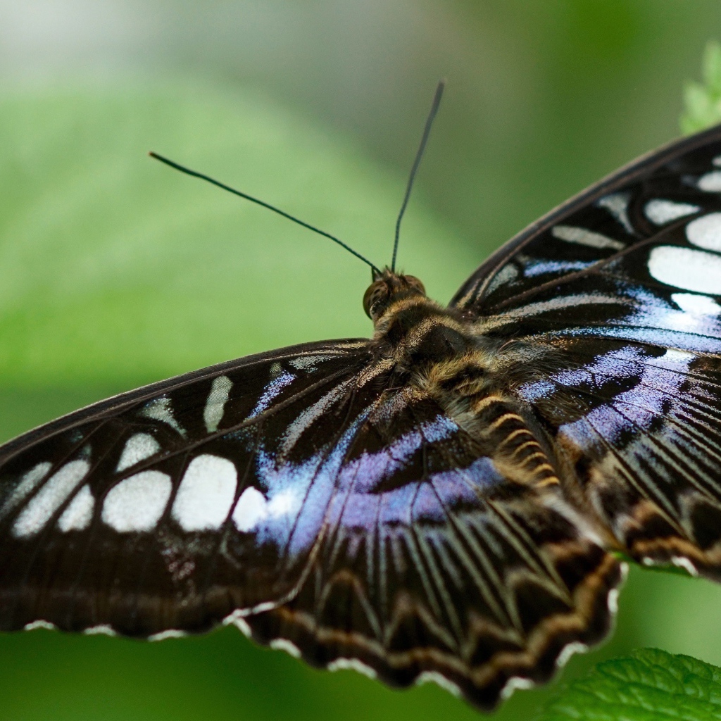 Большая бабочка сидит на зеленом листе 