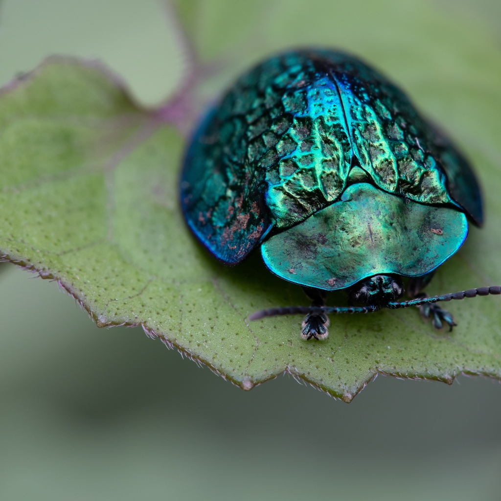 Большой зеленый жук сидит на листе