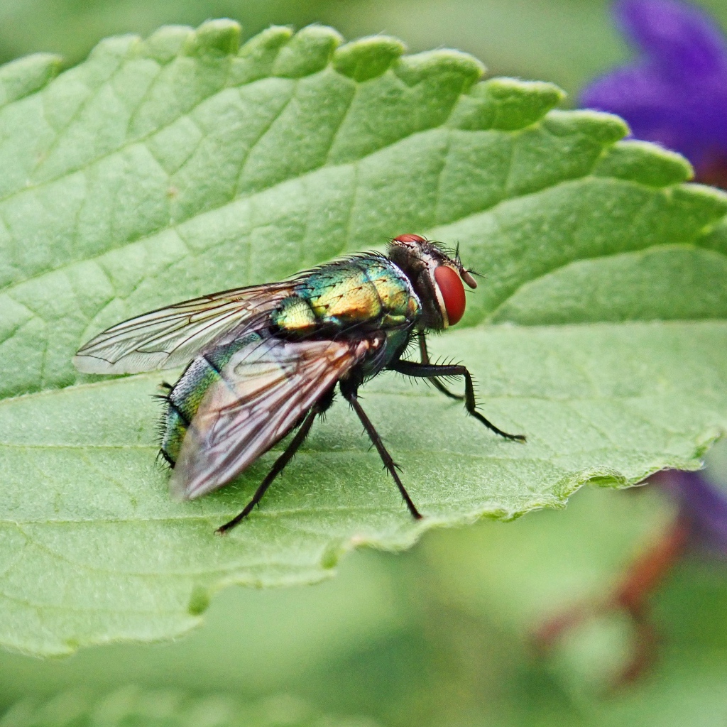 Большая зеленая муха на зеленом листке 