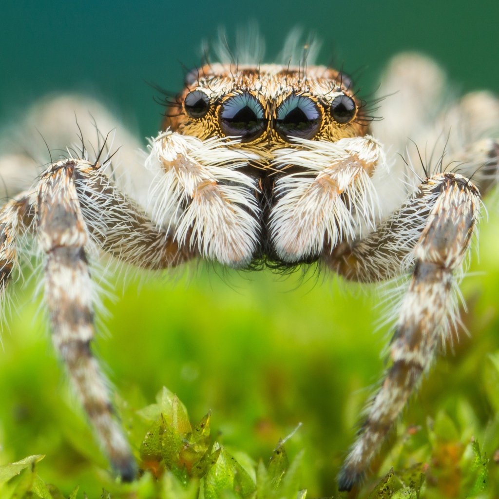 Большой паук крупным планом