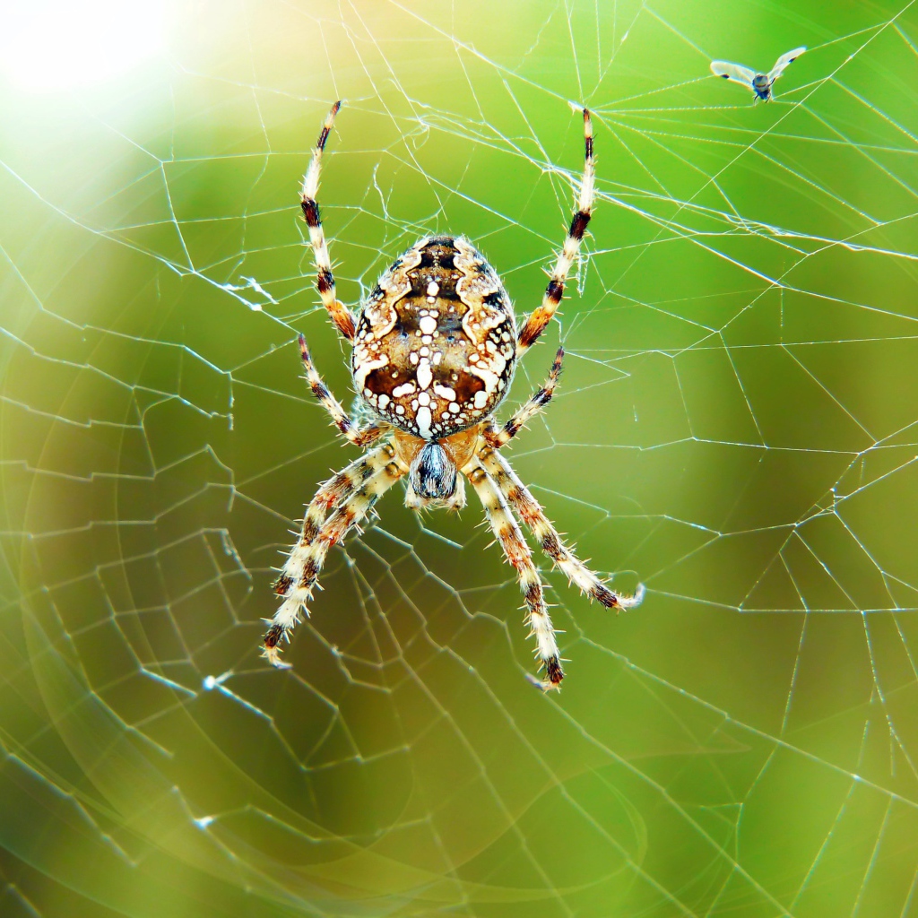 Большой паук висит на паутине