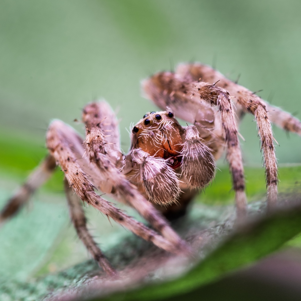 Большой паук на зеленом листке 