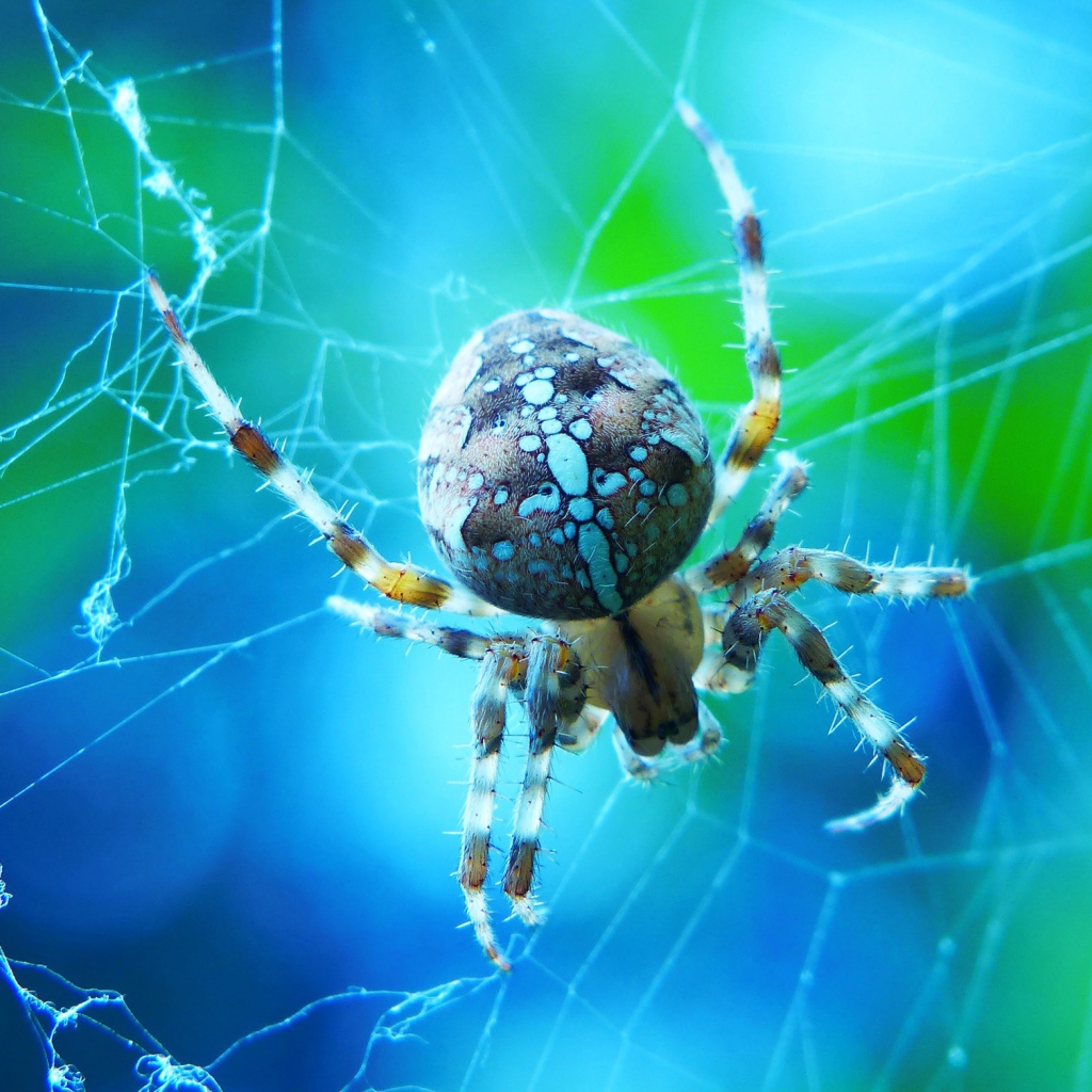 Большой паук на паутине крупным планом