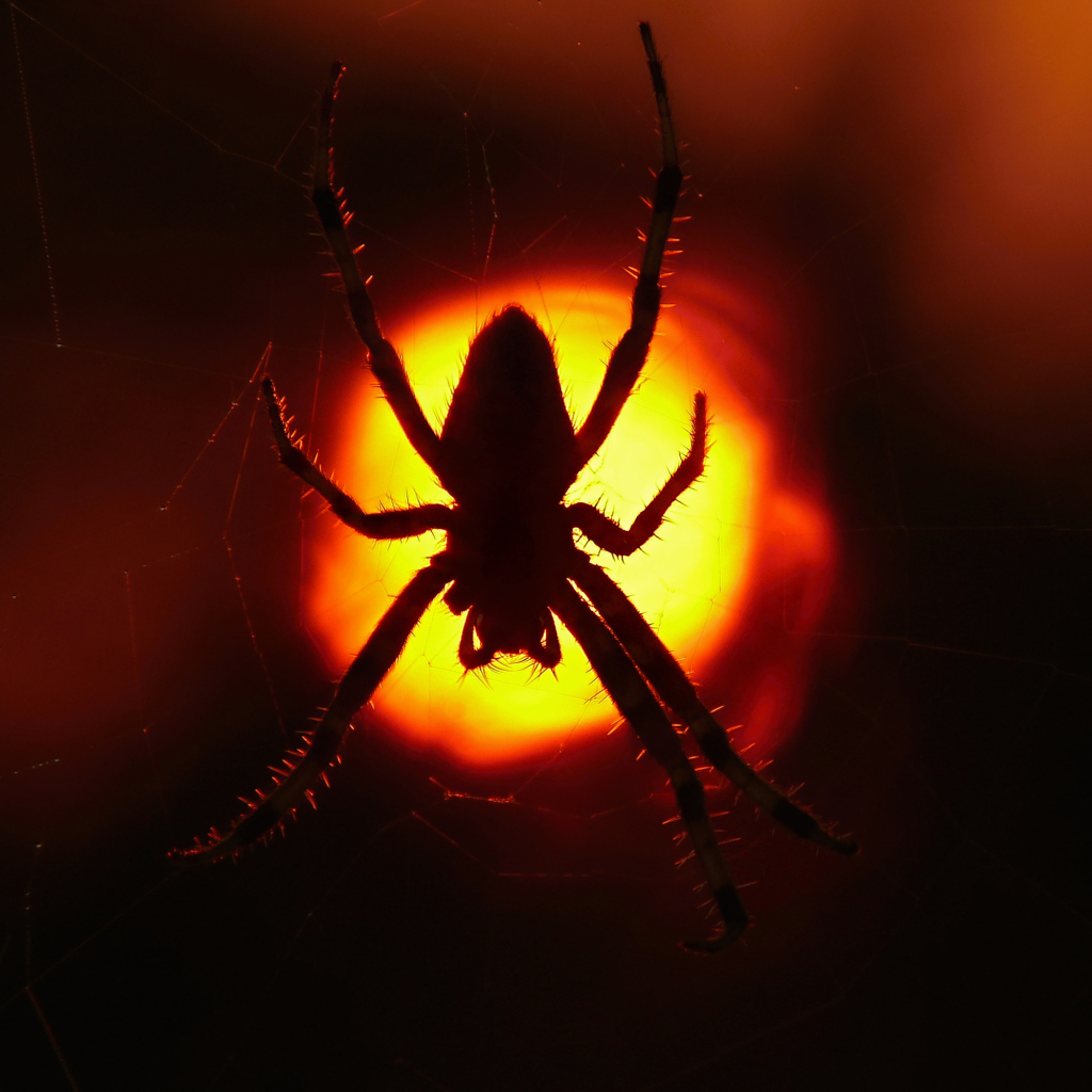 Большой паук на паутине на закате солнца 