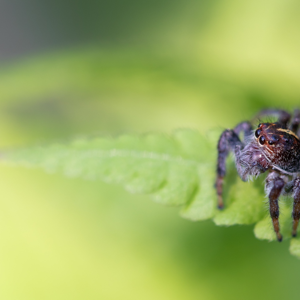 Большой паук сидит на зеленом листе
