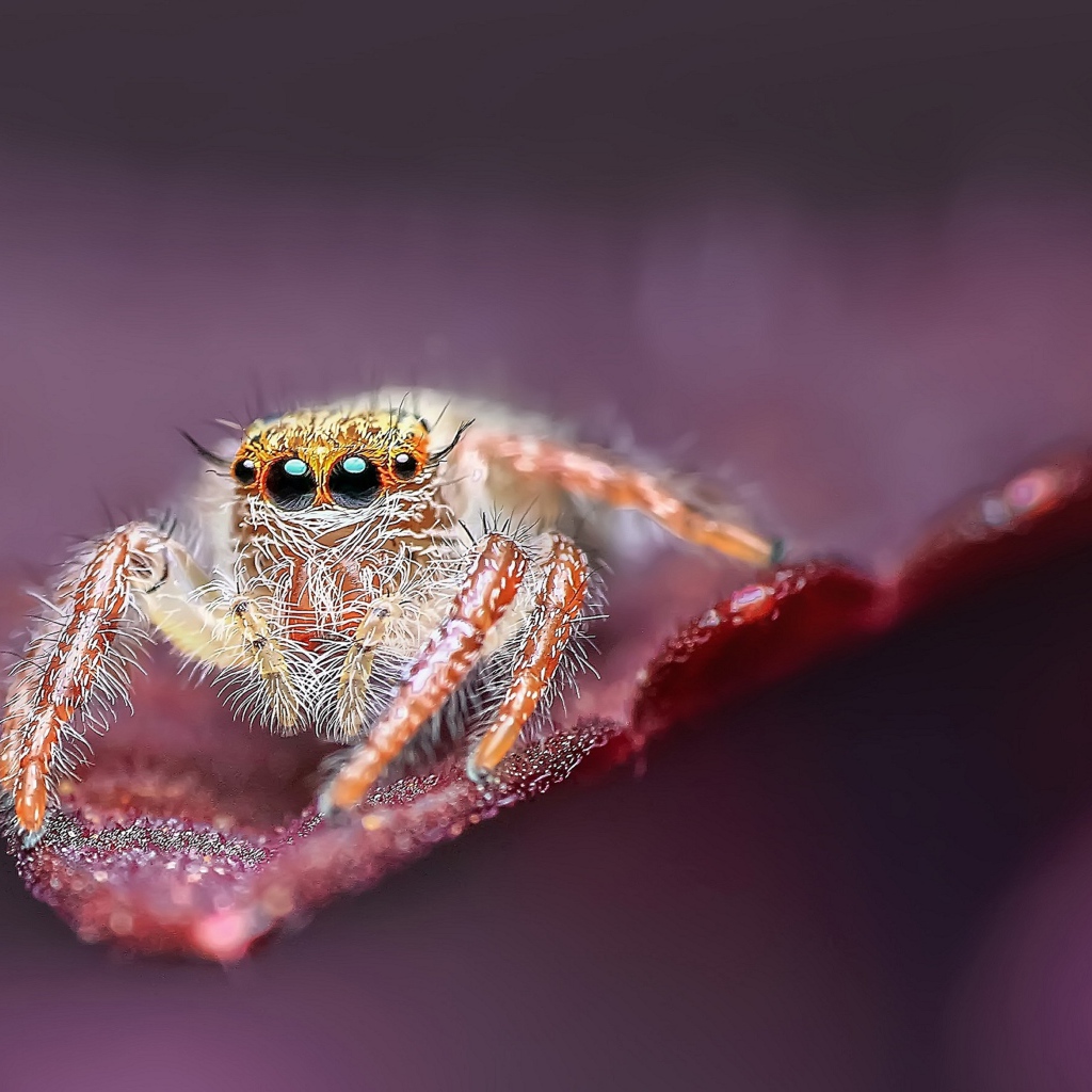 Большой паук с черными глазами охотится на листе