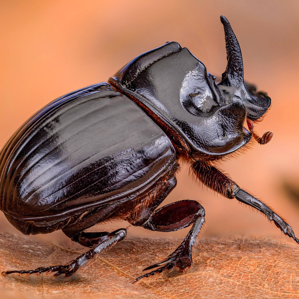Черный жук дупляк сидит на листе