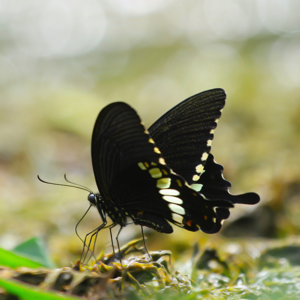 Черная бабочка сидит на траве 