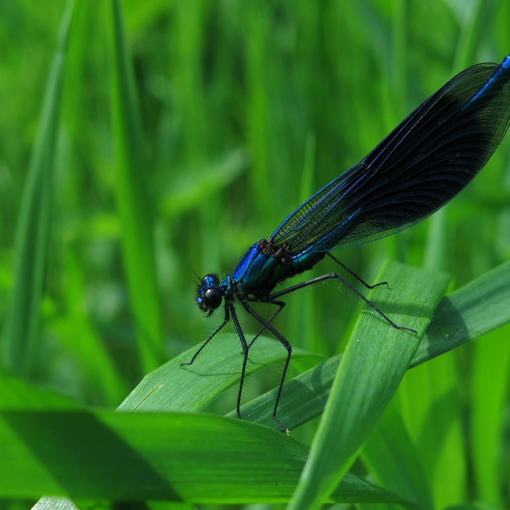 Черная стрекоза сидит на зеленой траве