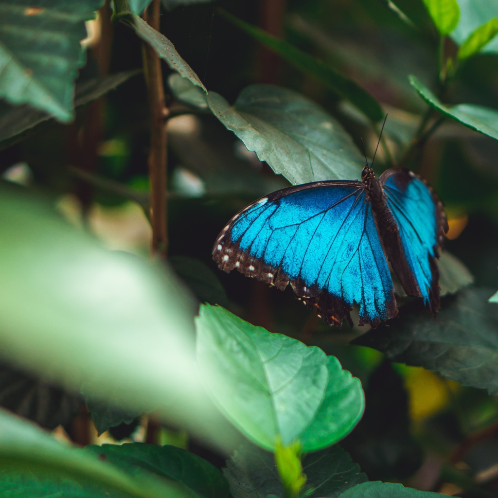 Голубая бабочка сидит на зеленом листе 