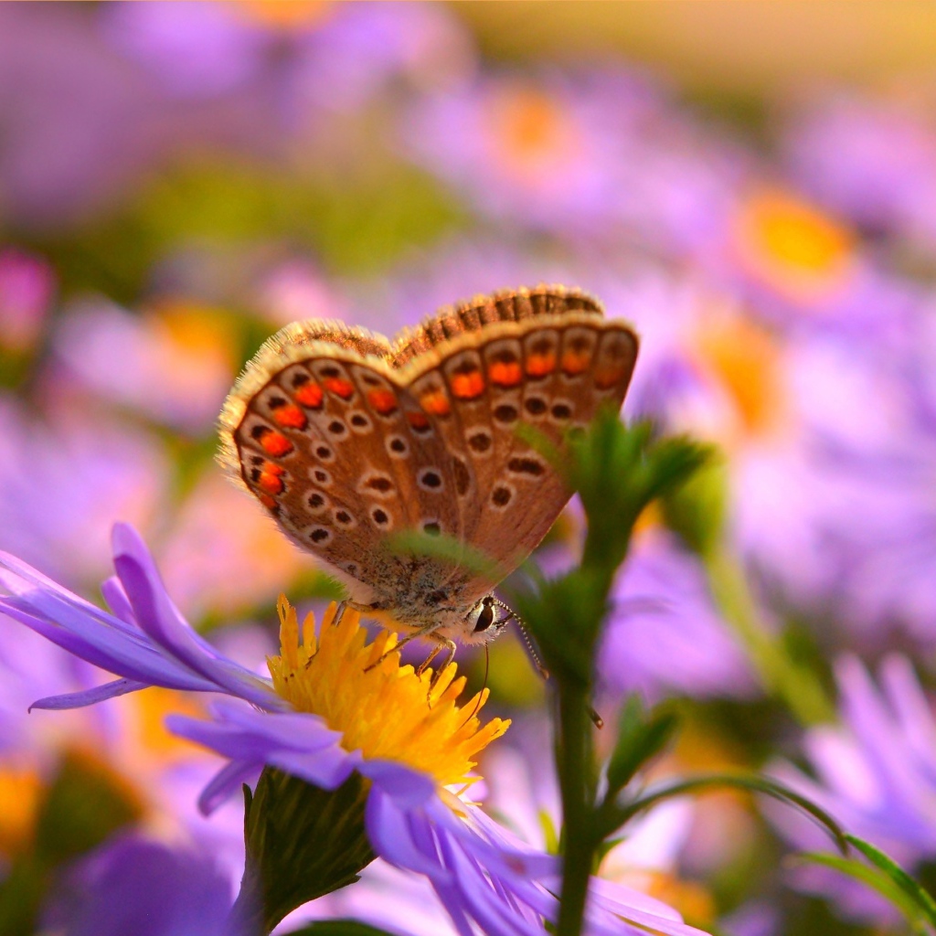 Коричневая бабочка на розовых цветах сентябринки 