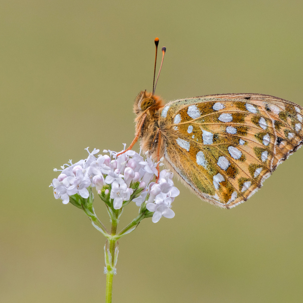 Коричневая бабочка сидит на цветке на коричневом фоне 