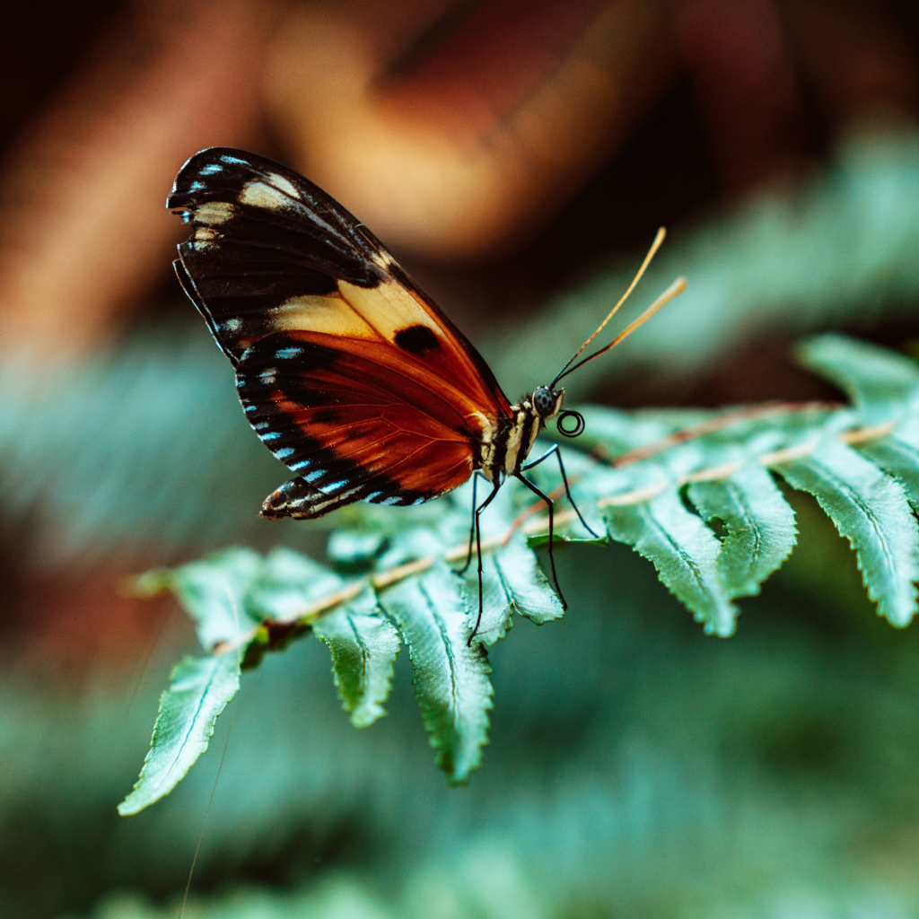 Бабочка сидит на зеленом листе папоротника 