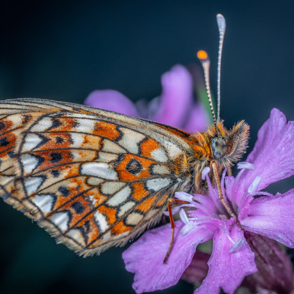 Бабочка сидит на розовом цветке флоксы