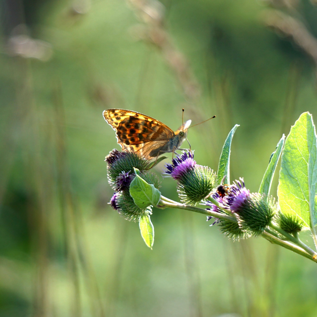 Бабочка сидит на ветке репейника