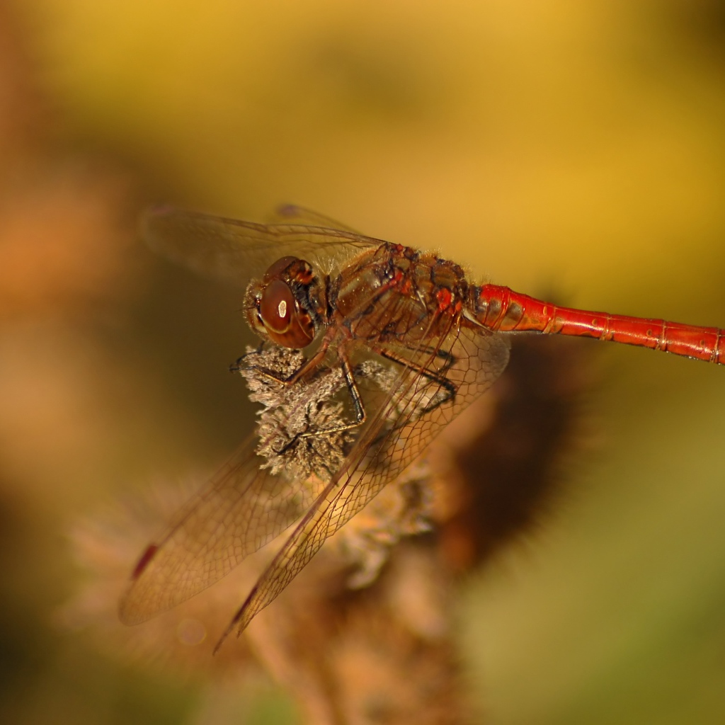Стрекоза крупным планом сидит на ветке 