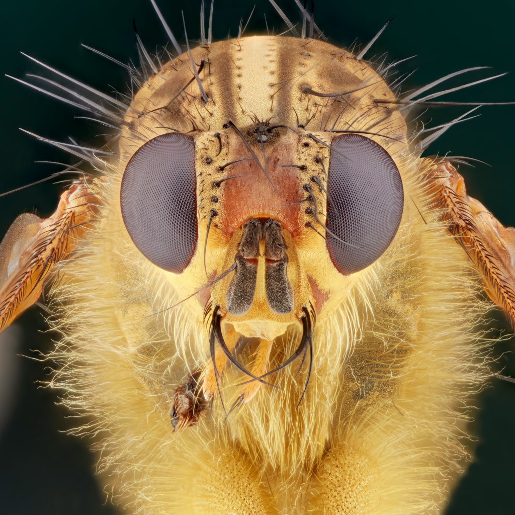 Голова мухи макросъемка 