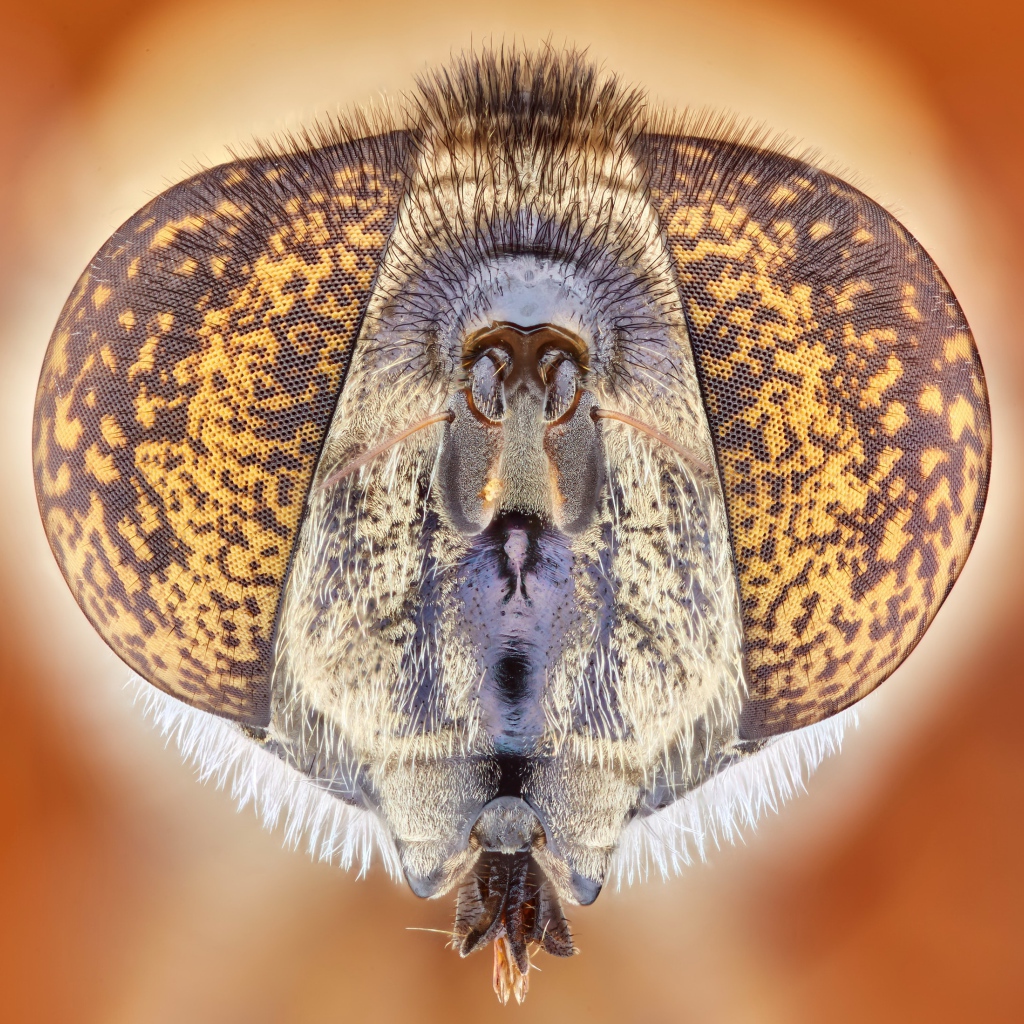 Муха под микроскопом 