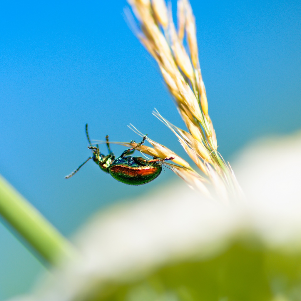 Зеленый жук бронзовка на траве 