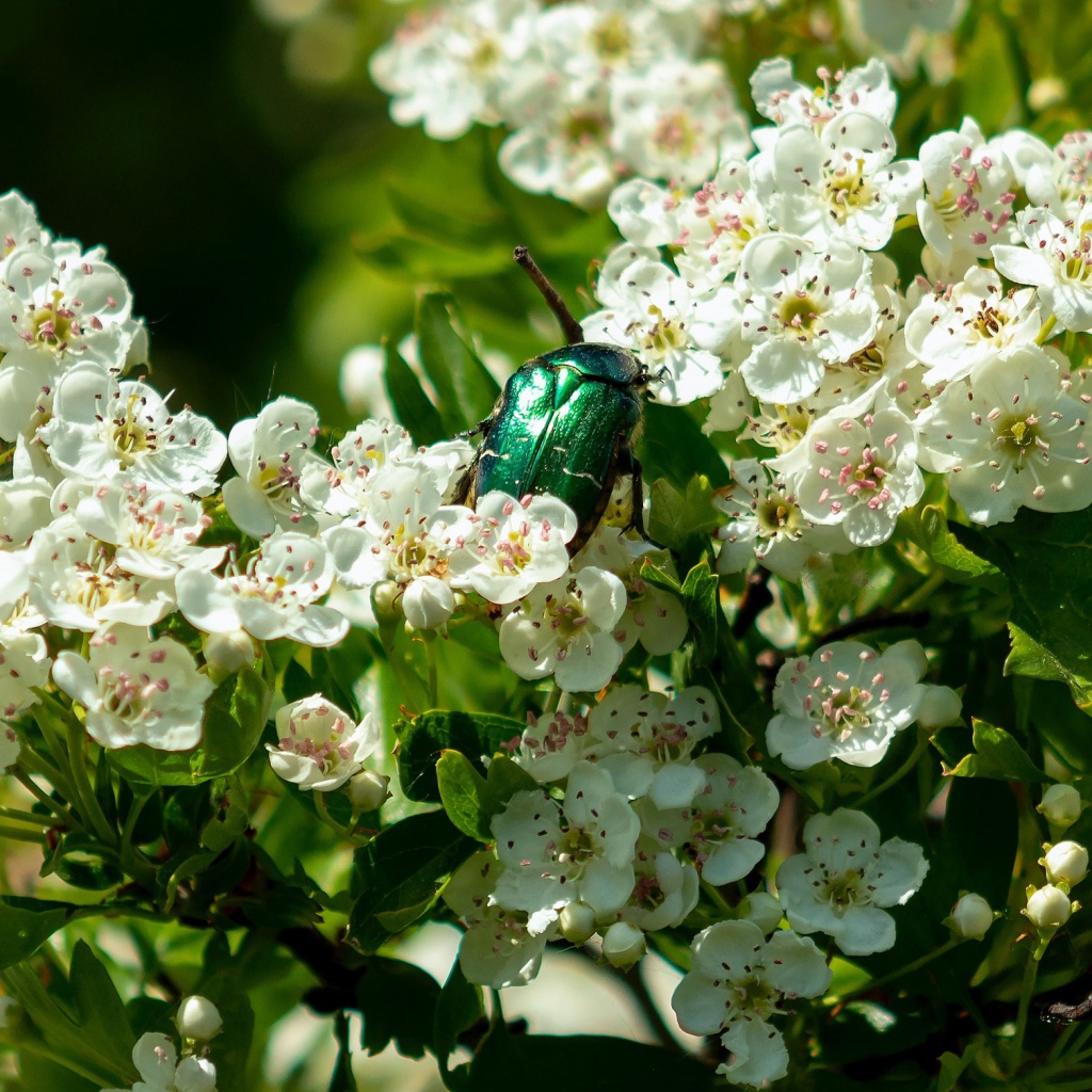 Зеленый жук бронзовка в белых цветах груши весной