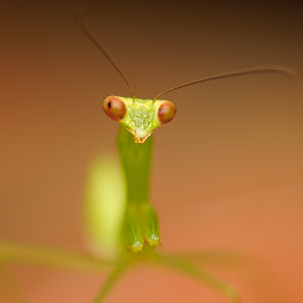 Зеленый богомол на коричневом фоне крупным планом