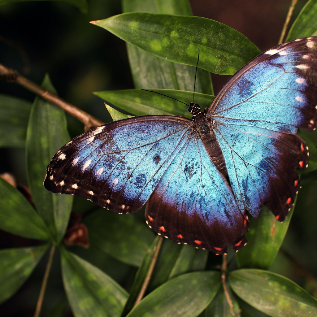 Большая голубая бабочка сидит на зеленом листе 