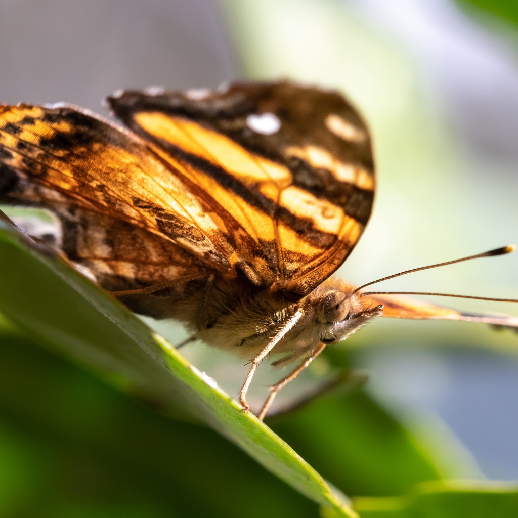 Большая коричневая бабочка сидит на зеленом листе