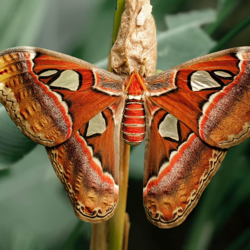 Большая бабочка с коконом на ветке 