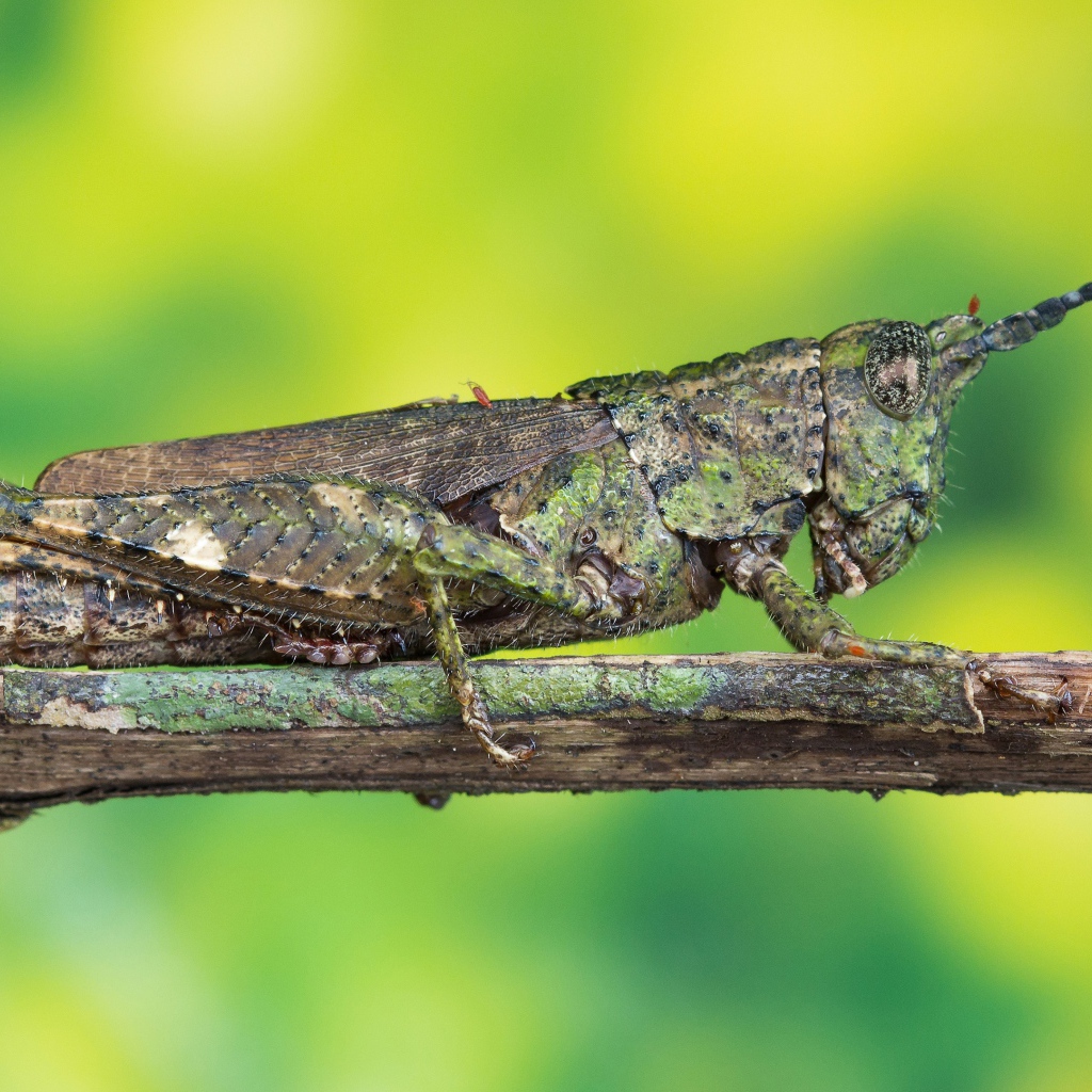 Большая саранча сидит на ветке 