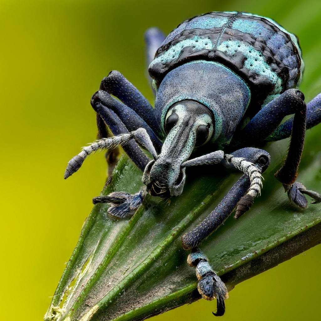 Большой жук долгоносик на зеленом листе 