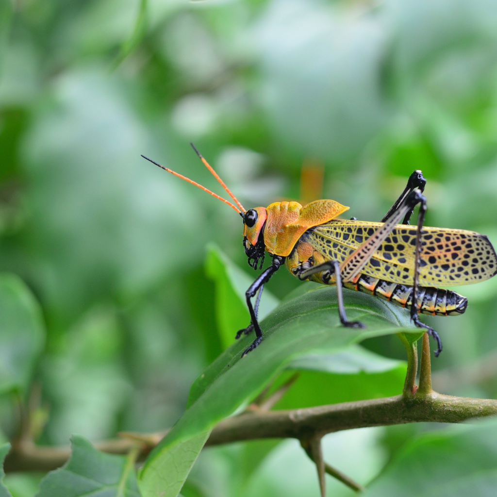 Большой желтый кузнечик сидит на зеленой ветке 