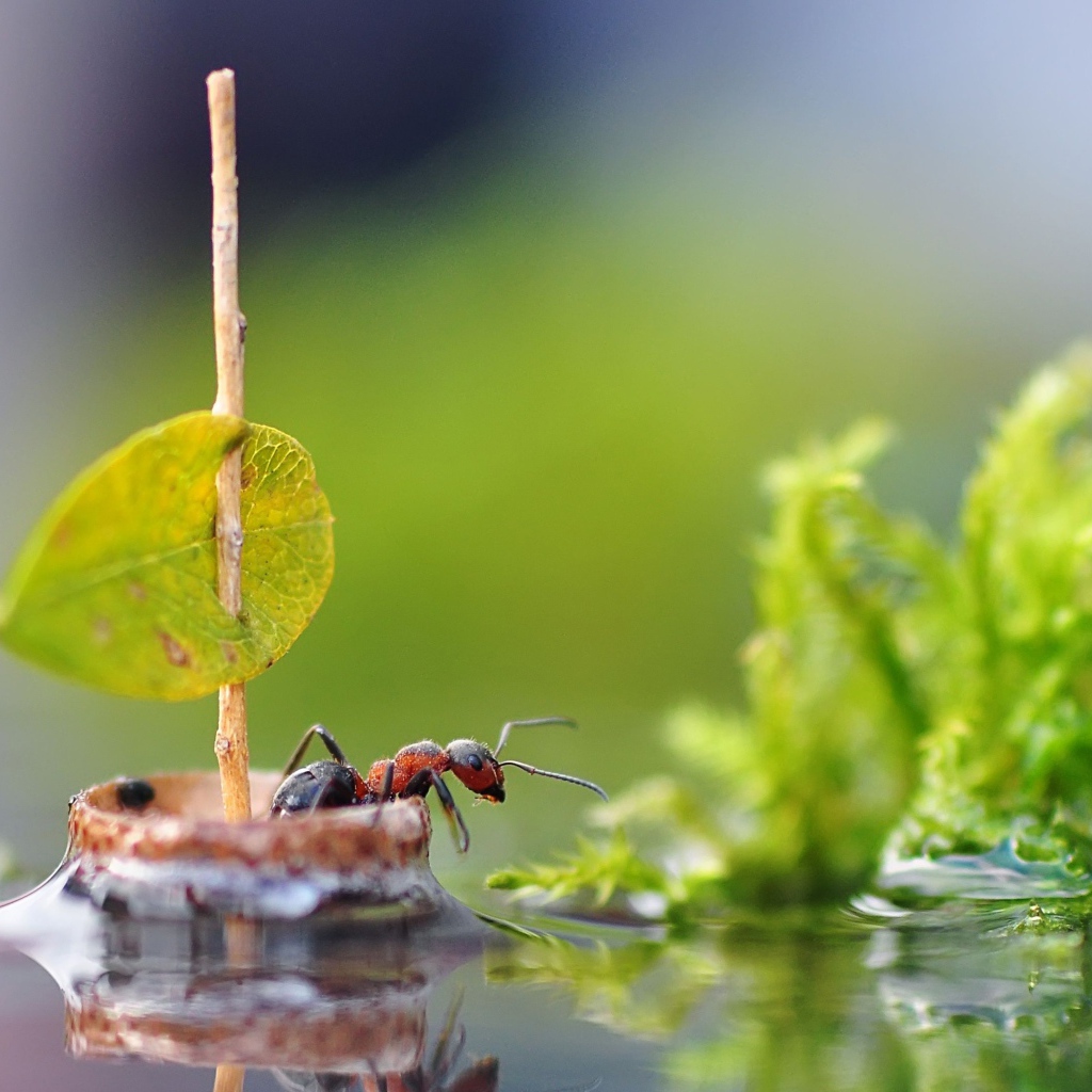 Маленький муравей плывет на плоту по воде