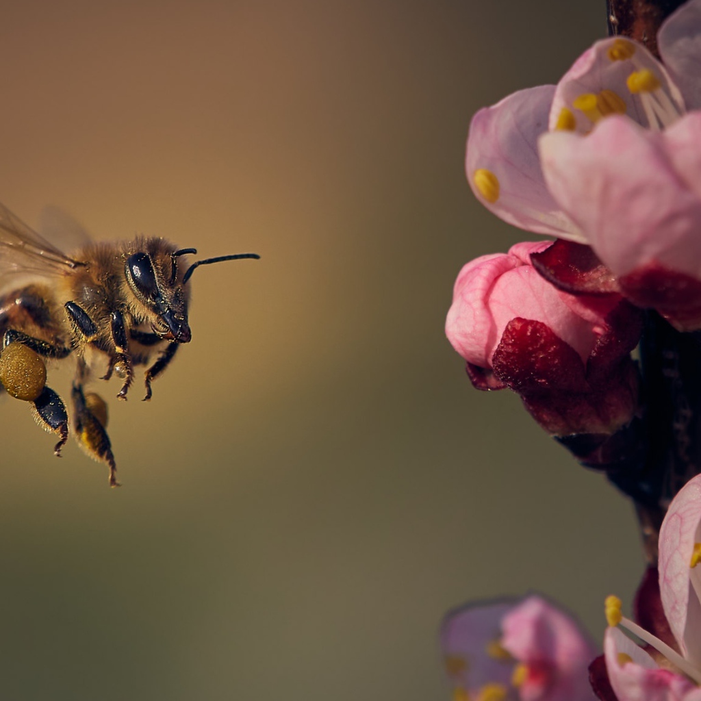 Маленькая пчела летит на розовый цветок 