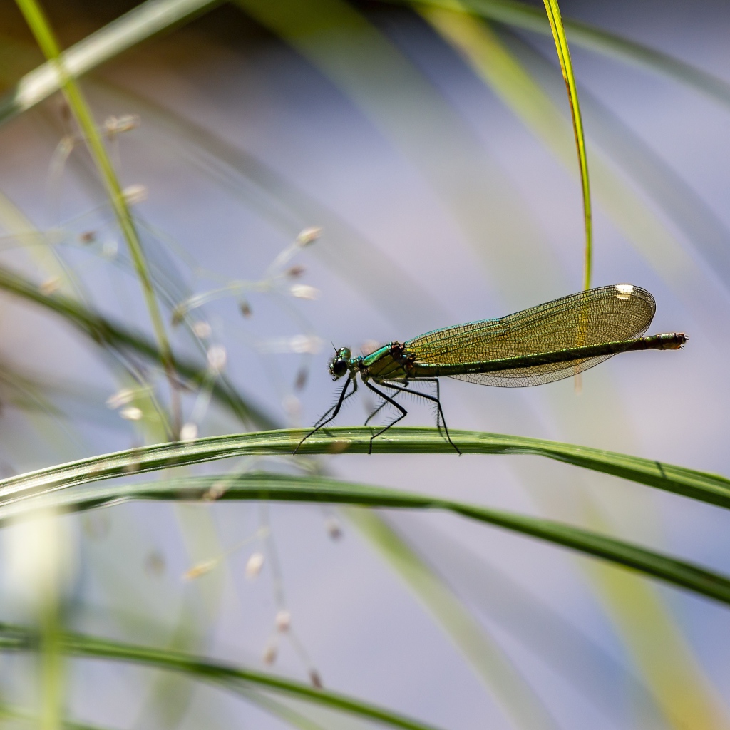 Маленькая зеленая стрекоза сидит на траве