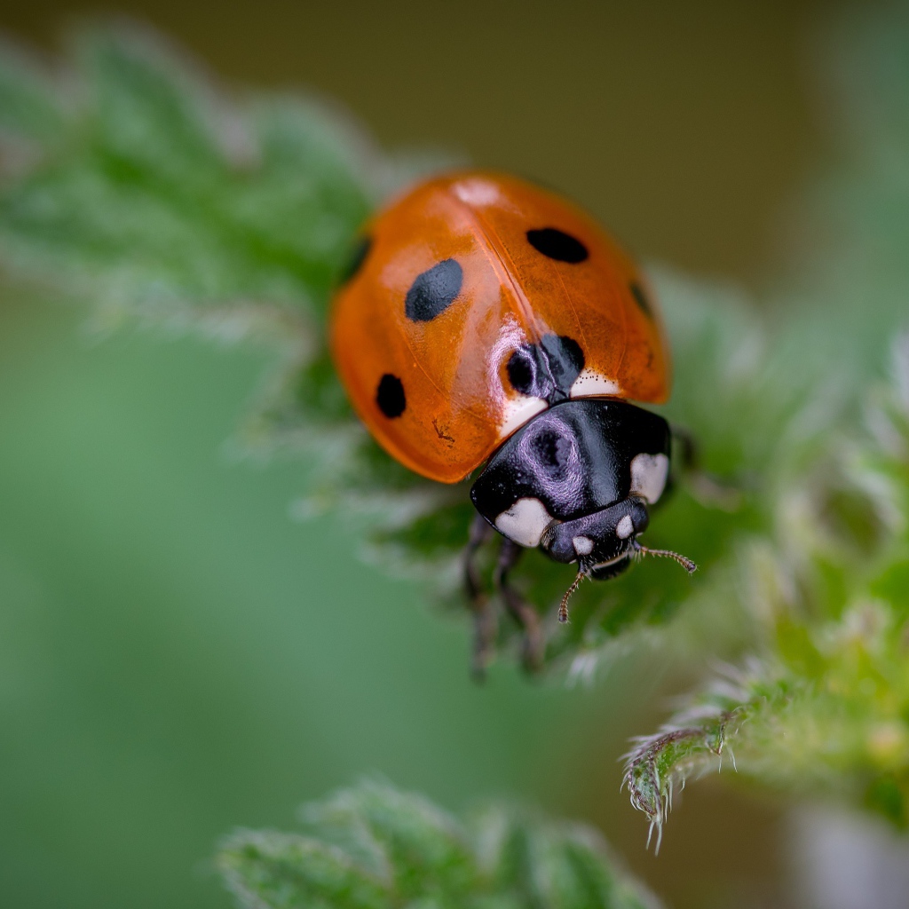 Маленькая божья коровка на зеленом листе