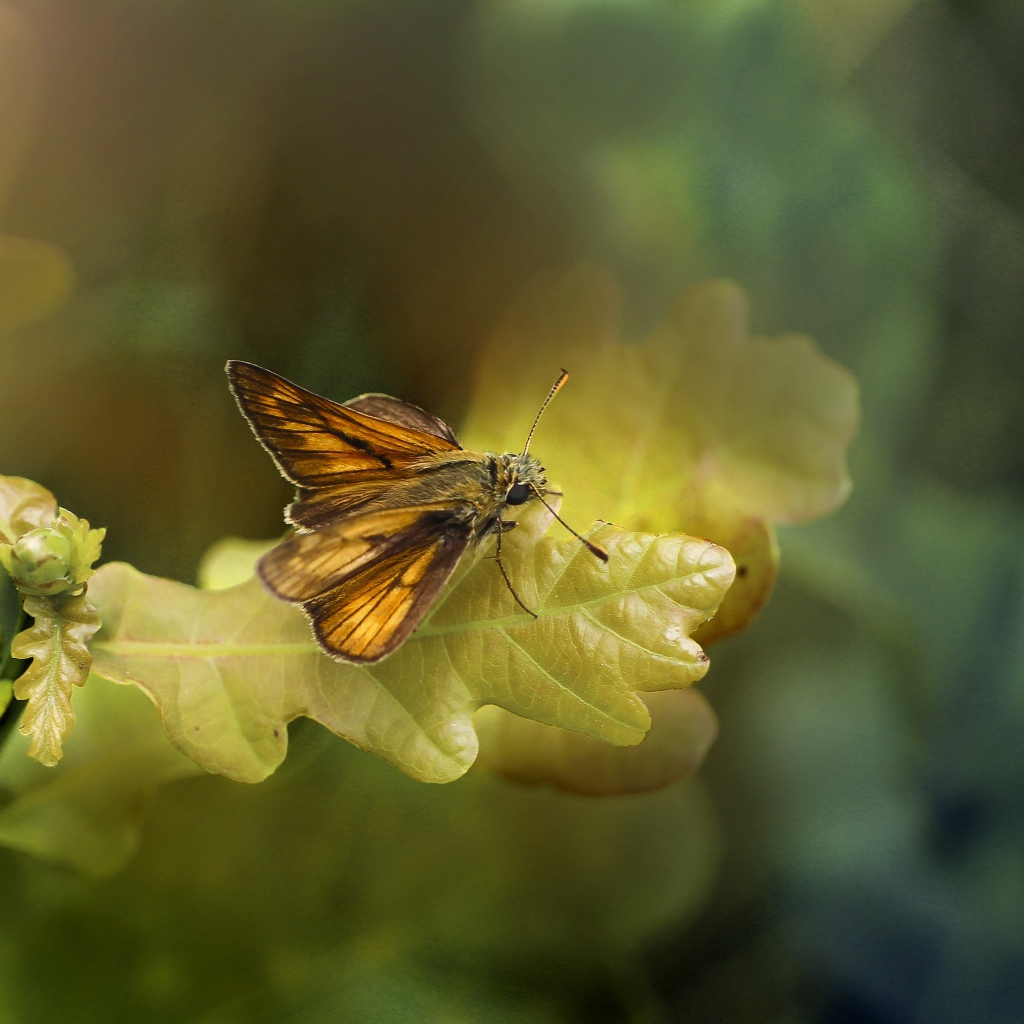 Моль сидит на зеленом листе дуба