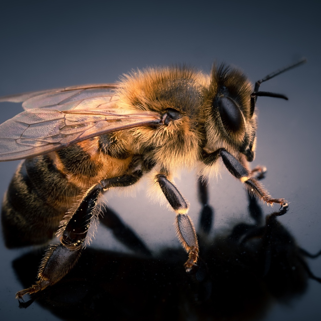 Маленькая пчела на сером фоне крупным планом