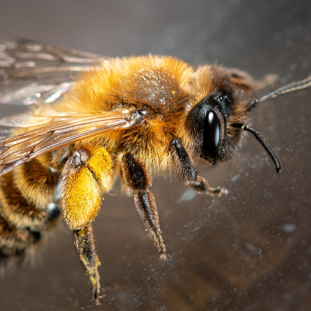 Маленькая пчела на стекле крупным планом