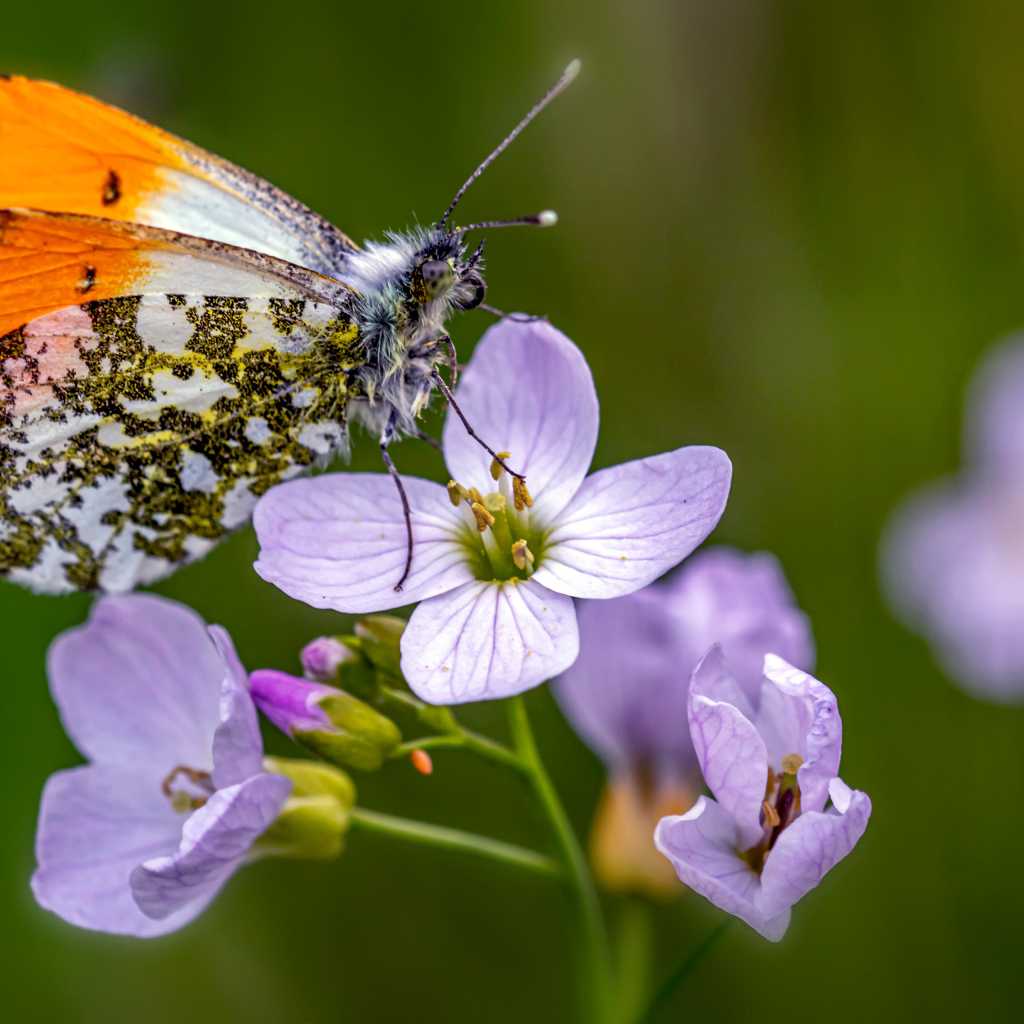 Маленькая бабочка сидит на розовом цветке 