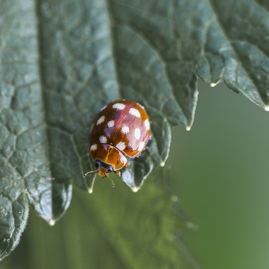 Маленькая божья коровка на зеленом листе  крупным планом