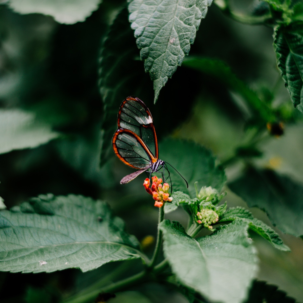 Маленькая прозрачная бабочка сидит на цветке в зеленых листьях 