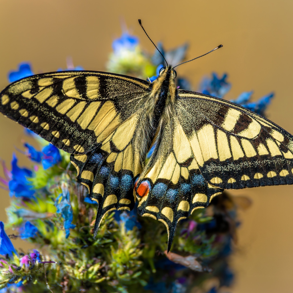 Бабочка махаон сидит на синем цветке 