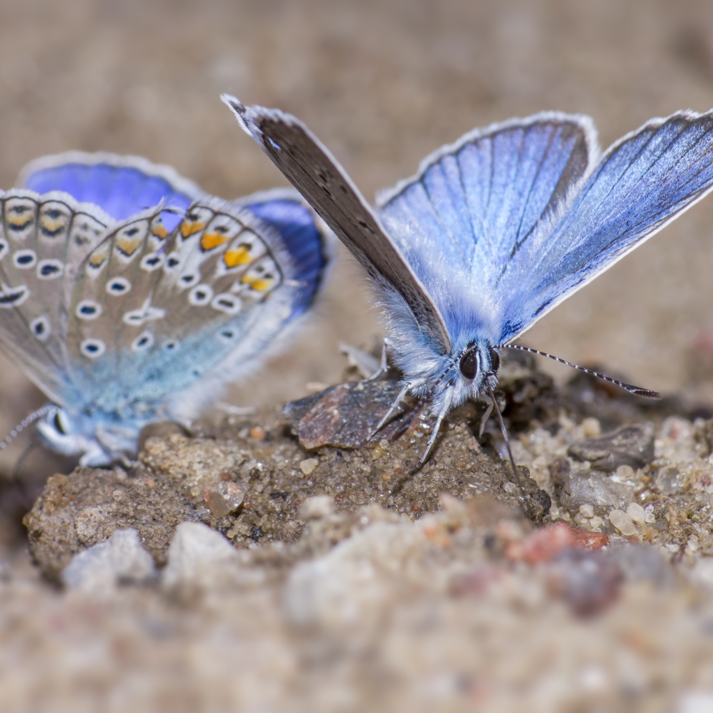 Две голубые бабочки сидят на песке 